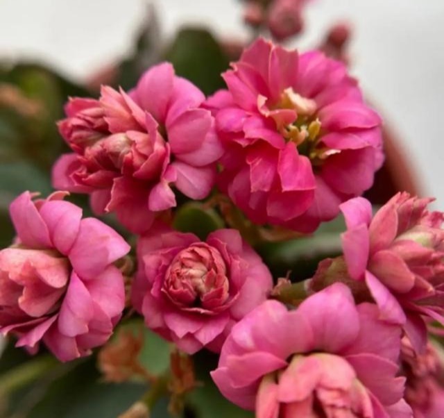 75个长寿花品种，一个比一个美，一起来认识一下吧！