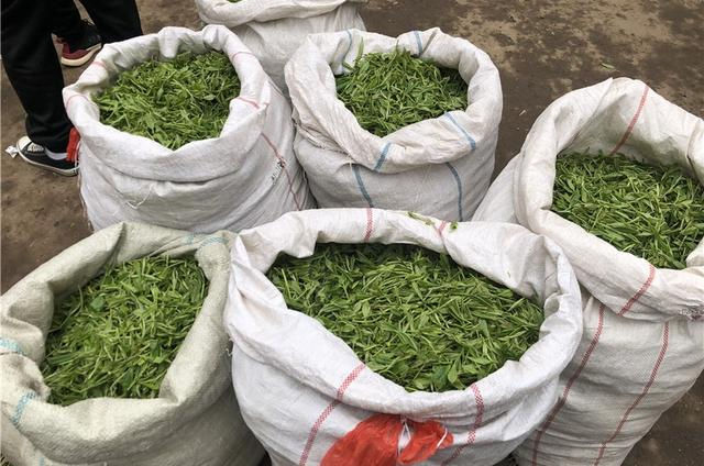 泡水|饮茶时，茶叶的第一泡水脏吗，有必要倒掉吗？