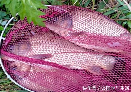 用玉米作钓|夏季在自然水域你用玉米钓到过鱼吗教你这三招用玉米野钓上鱼多