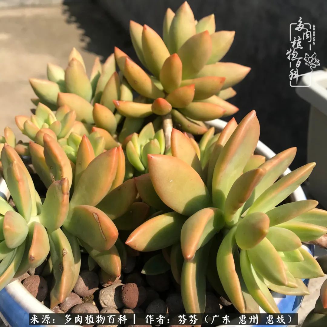 养花|一种爱好就是一种境界,养花养多肉可以培养一个人的心境!