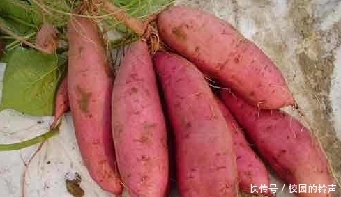 时期|中国历史上至明朝时期,人口最多不过五千万余,满清为何能使人口达到四万万