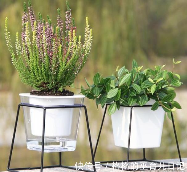 3个养花“小东西”,都是商家的智商税,花花养不好还浪费钱