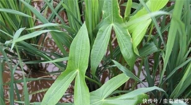 要拔|提个醒:秧田见到此草,一定要拔回家,好处不请自来,作用非常大
