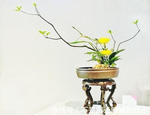 养护|养护盆景，几件犯忌的事不能干，干了任意一件，盆景不死也遭大难