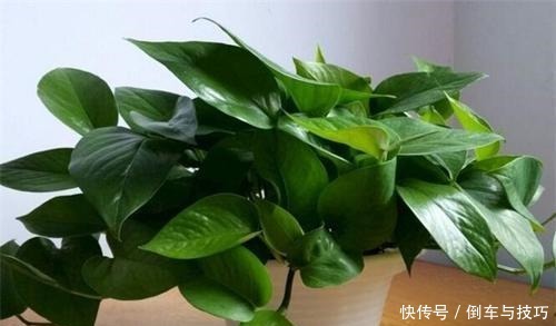 绿萝到底怎么浇水2个浇水技巧，学会浇水就能把绿萝养爆盆！