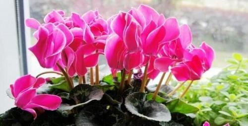 冬天,养这10种花,这事别多做,要不叶子发黄,不开花