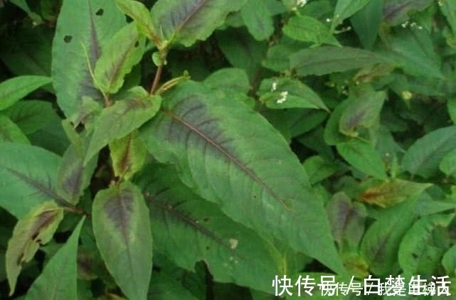 野果|农村这野果名为“火炭母”，因样子奇丑而被人记住，现在十分少见