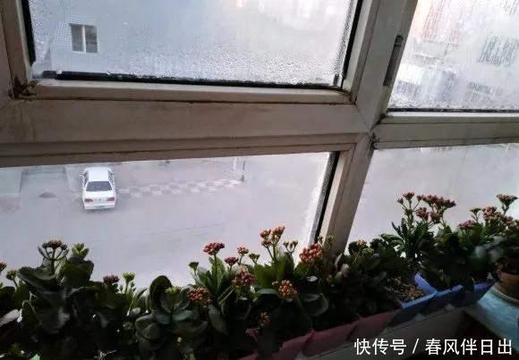 养花别乱放,家里有几处,空着也别放,放一盆死一盆