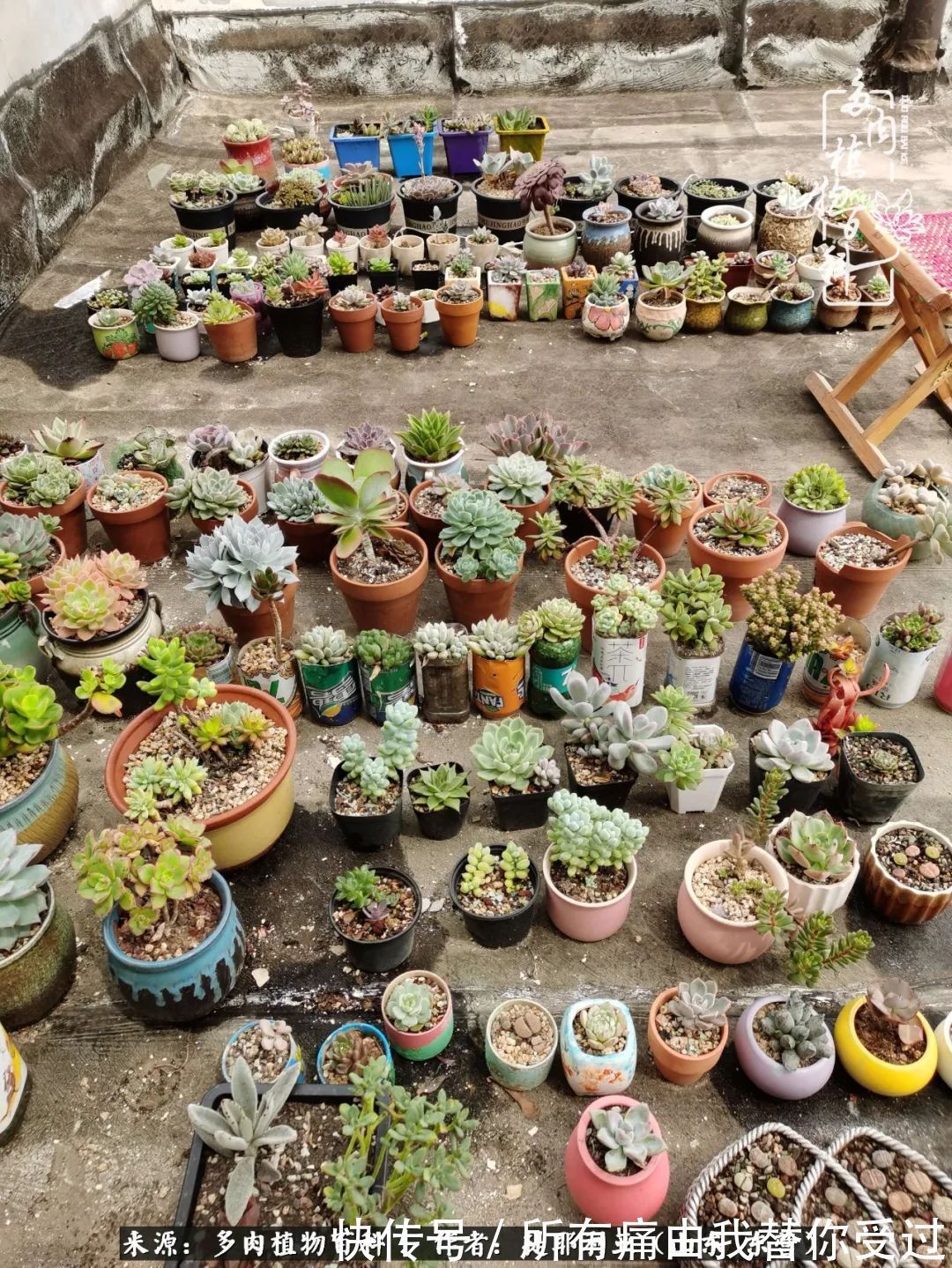 人如多肉，经阳光雨露历练后，亦会越挫越勇！