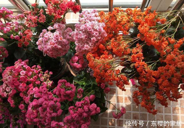 磷肥|养花用此2种壳,都是天然磷肥,盆埋1点,花朵开爆盆