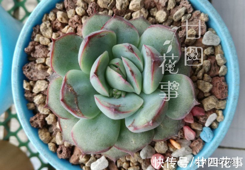 2个“小动作”，让你的多肉，在秋天更容易出状态，变群生