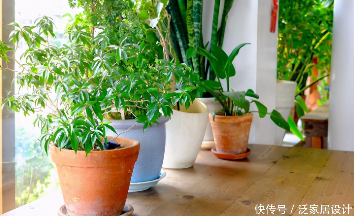 高温天气|新人养花,盆栽这3款,不用怕它们不耐折腾,还漂亮好活