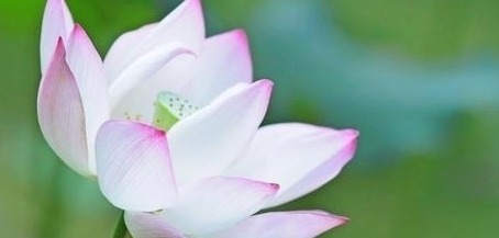 红蕖&荷花有33个名字，不说不知道，12首经典古诗词，都是写荷花的