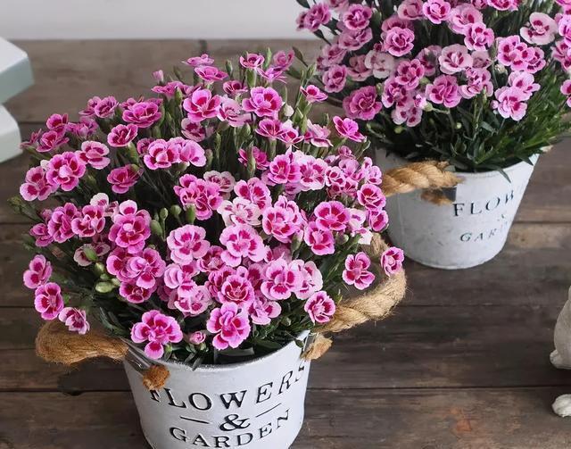 6种便宜花，好养又容易爆盆，春天养几盆，开花多到爆，漂亮极了