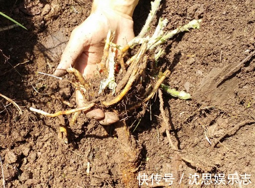 黄芪|央视列为“一级致癌物”,吃一口,赛喝马桶水3次