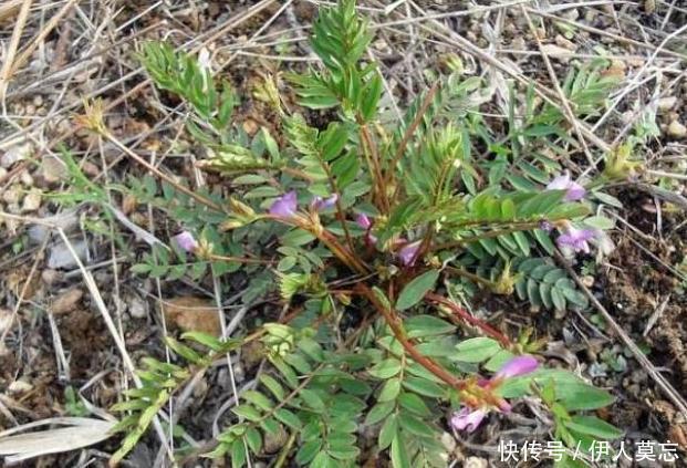咳嗽|农村路边无人问津的野草,能清热解毒,治咳嗽,降火气,你认识吗