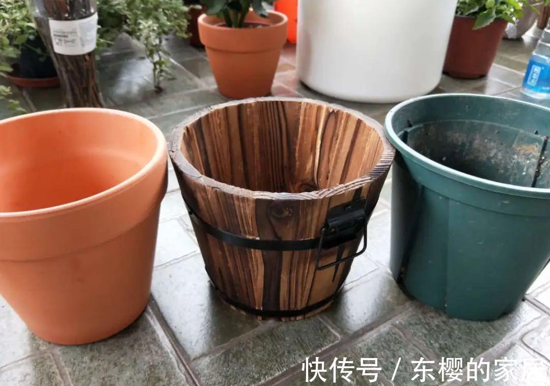 换盆时机到了,有这花赶紧换,换完立马疯长!