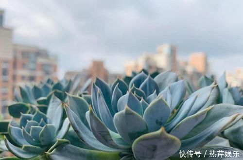 碰上这种多肉,直接分株吧,毕竟是圈里出名的叶插老大难