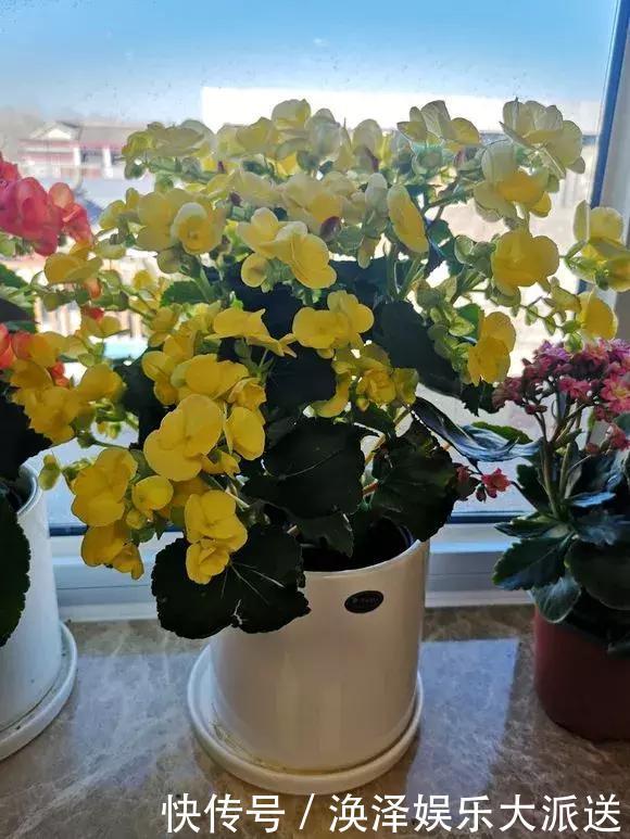 种花|3种花人称“夏必死”,买一盆死一盆,新手小白别忽视