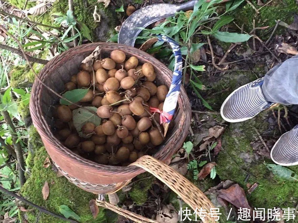 野果|这野果一熟就掉,9月满山都是,一次摘几百斤,农民翻山越岭采摘