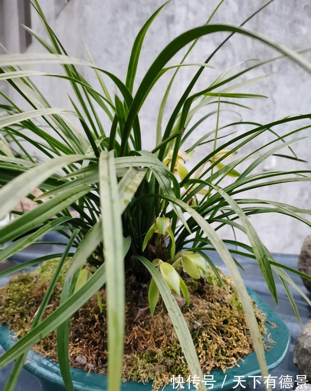 养护|七月养兰花,打好“三基础”,根系有劲,次月“咕噜”冒花苞