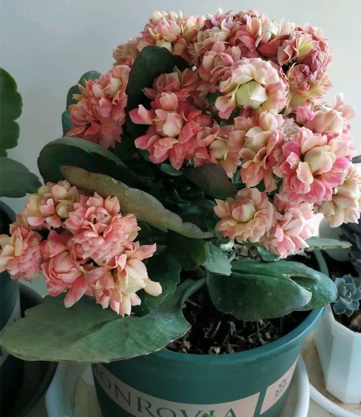 蟹爪兰|八月适合入手“6种花”，好养又漂亮，天气转凉更利于开花