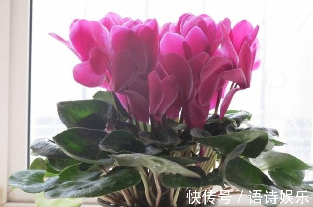 仙客来的冬天养殖禁忌,教你做好以下几点,爆芽爆花还能爆盆!