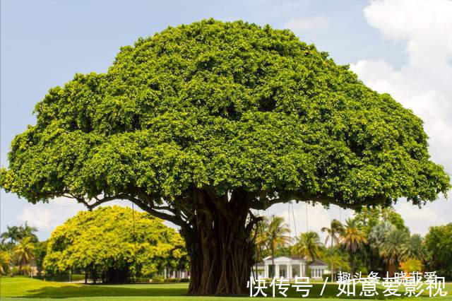 阳台再小,也能养3种树,小盆就能养,个个都是“传家宝”