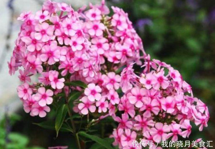 牡丹|几款花卉最适合新手养殖,花大色艳,养在家中香飘满屋