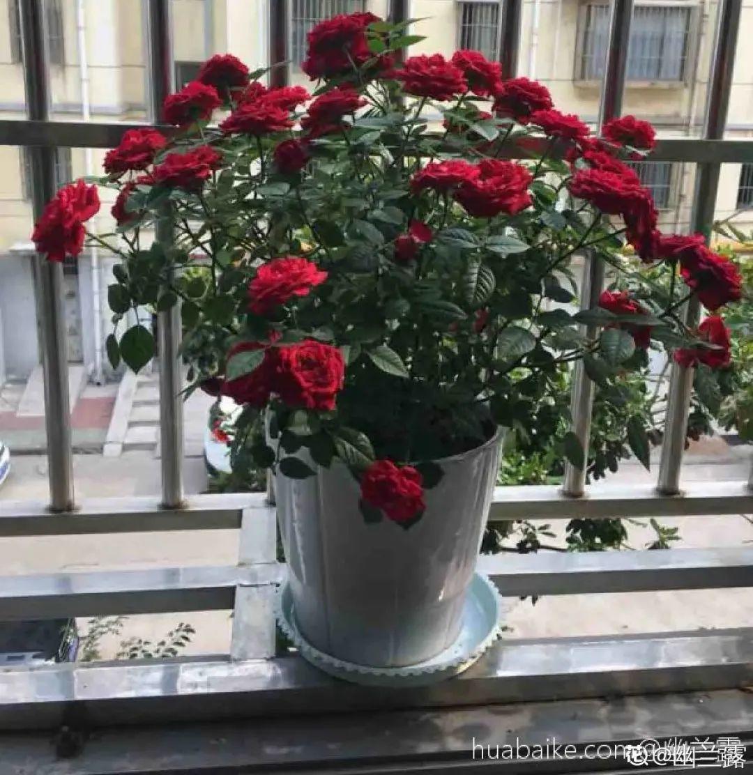 家里养了月季,花后使劲剪,越剪越开花,真省心