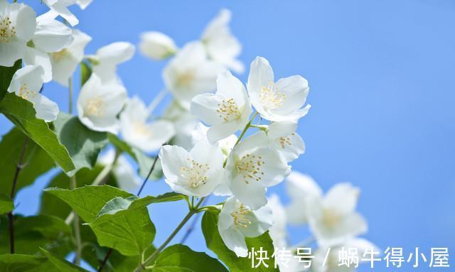 残花|三伏天养茉莉花,学会2点修剪方法,可以让茉莉花多开几茬花