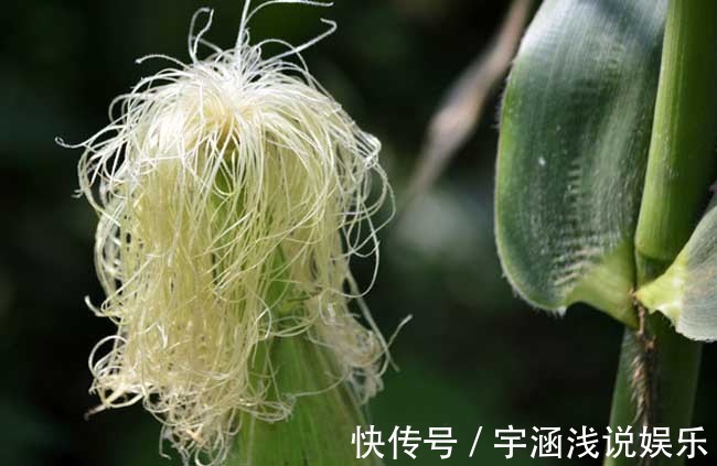 慢性肾炎|小小玉米须,养生大功效!玉米须10大妙用法,教你如何变废为宝!