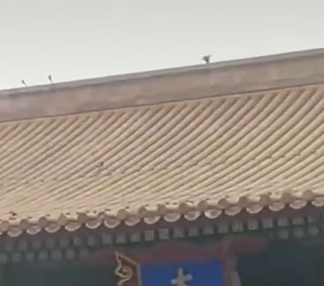  故宫瓦顶|专家说故宫顶看不到鸟屎是因为鸟无法站在上面，网友直接送上照片