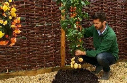 土豆嫁接西红柿，花盆长满土豆，枝上挂满西红柿，换着吃，特新鲜