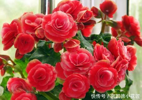 玫瑰花|新手养护花卉,就养胜过玫瑰,花开四季的花卉,给水就旺!