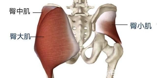 中立|“翘屁股”,我们真的需要它吗骨盆前倾危害大,9个动作纠正它