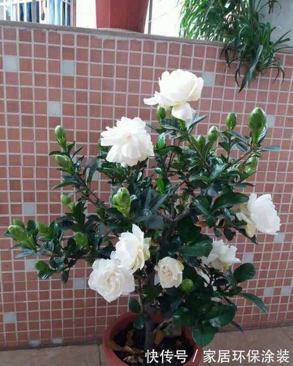 夏天|7种漂亮花,自带“体香”,阳台养一盆,家里就像喷香水