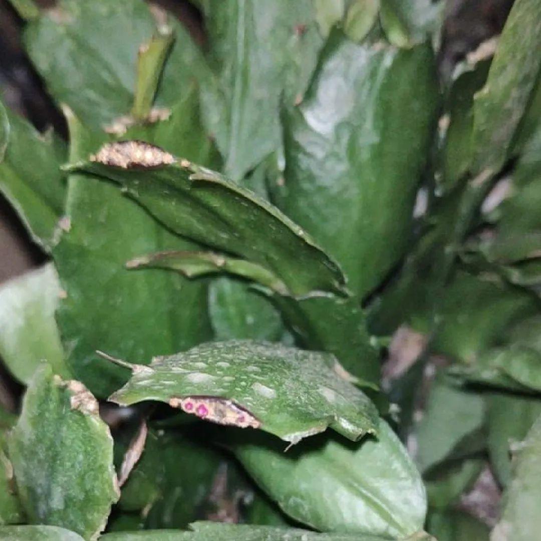 叶子|20种花，天凉了赶紧剪，来年开花有多又艳！