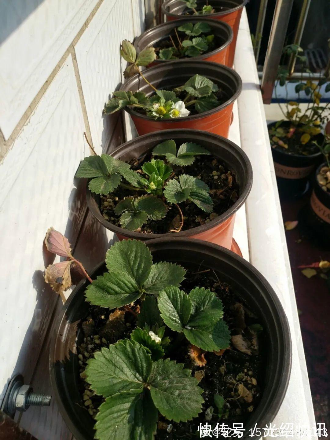 大粗杆插土里,7天生根,当年结果压弯枝,不用买水果了!