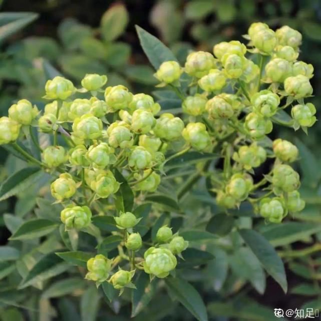 美人般的花，花开瞬间美到窒息，谁见都夸