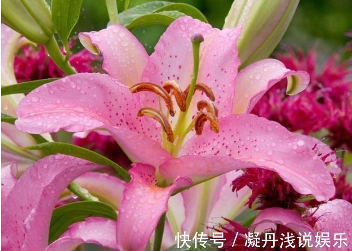 凤仙花|家里养此款花卉,便宜又好养,一盆千百朵,枝头花苞满