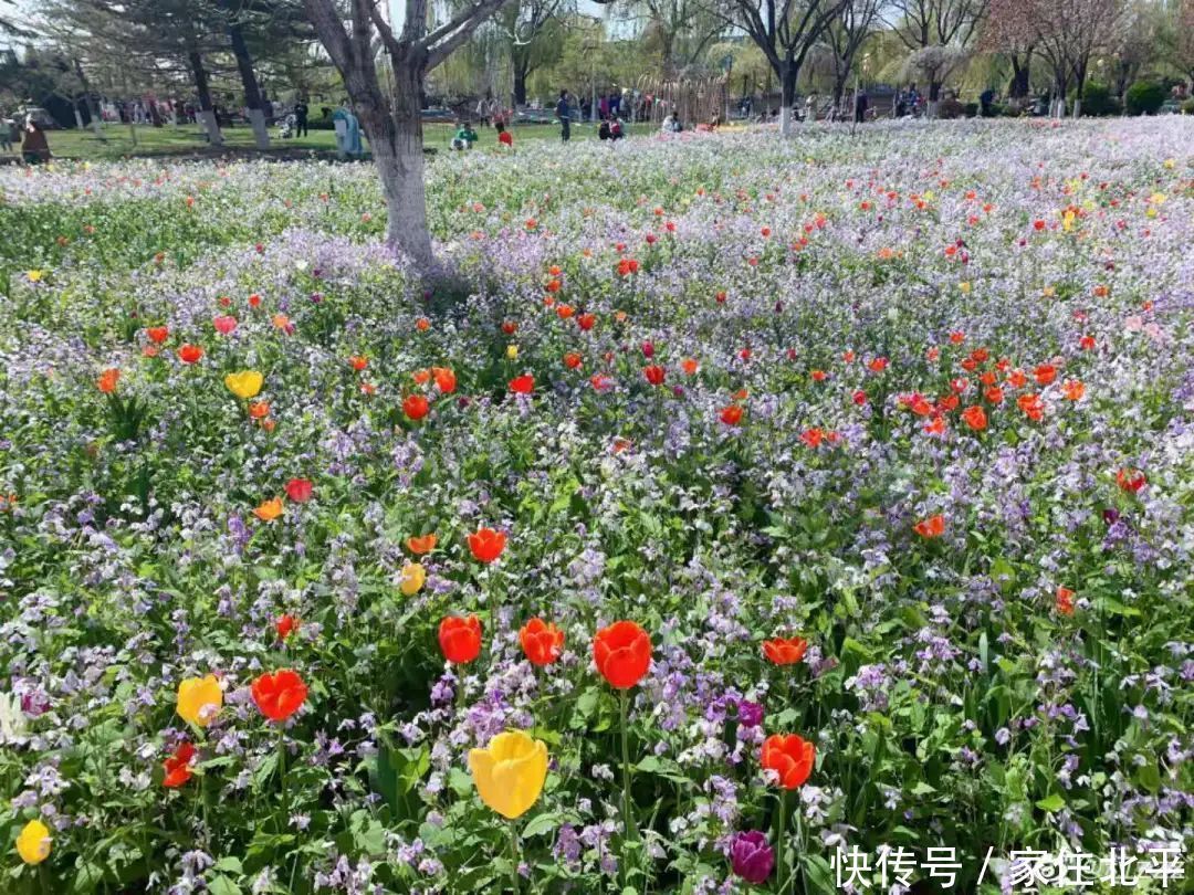 醉美花海！世界花后”正香飘京城，观赏面积超120000㎡！快去打卡