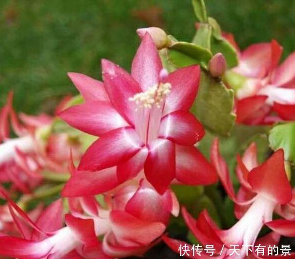 锦带花|花期最长的“4种花”，福运财运旺，新的一年幸福满满！