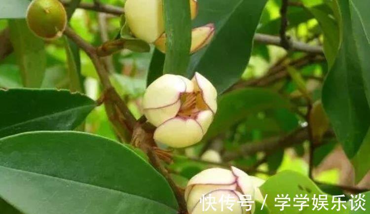 味极香|4种花是爆盆“能手”，花开一茬又一茬，满屋飘香，天天好心情！