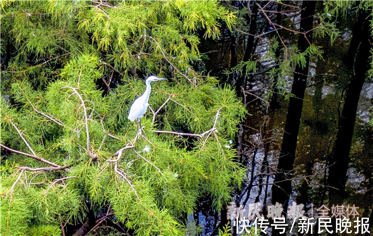 黑水鸡|白鹭池鹭黑水鸡不用搬家了！松江区小学生用一封信留住了教室外的天然湿地