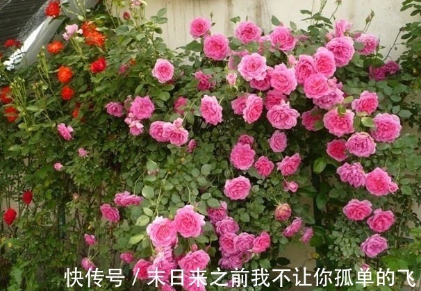 秋天给月季浇点这种水，不黄叶不生病，花苞长不停！