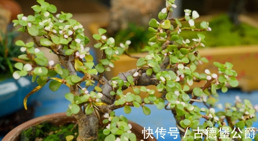 多注意这5点,金枝玉叶养成老桩,操作简单、成功率高