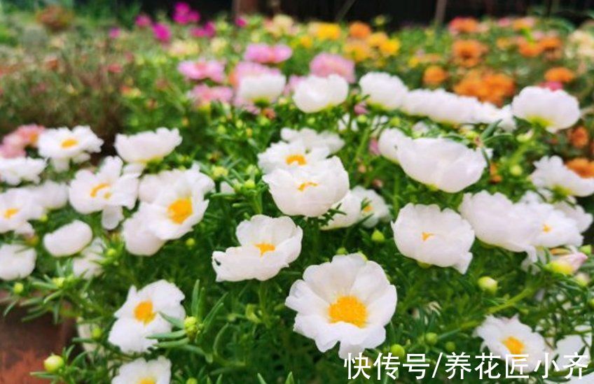 5种“漂亮花”喜冷凉环境，冬天也能“扦插”，成活率高，长势快