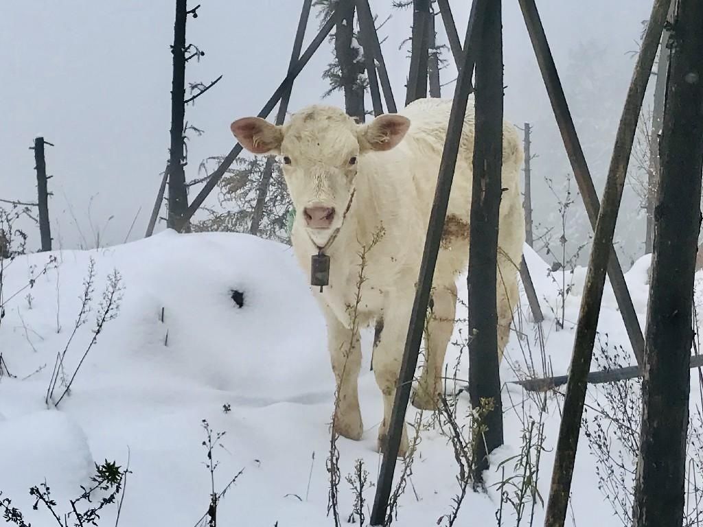 巫溪县文峰镇|巫溪：雪景美如画