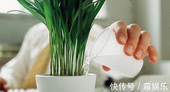 修剪|喜欢养花,先戒掉7个坏习惯,不然啥花也养不好,你占了几个